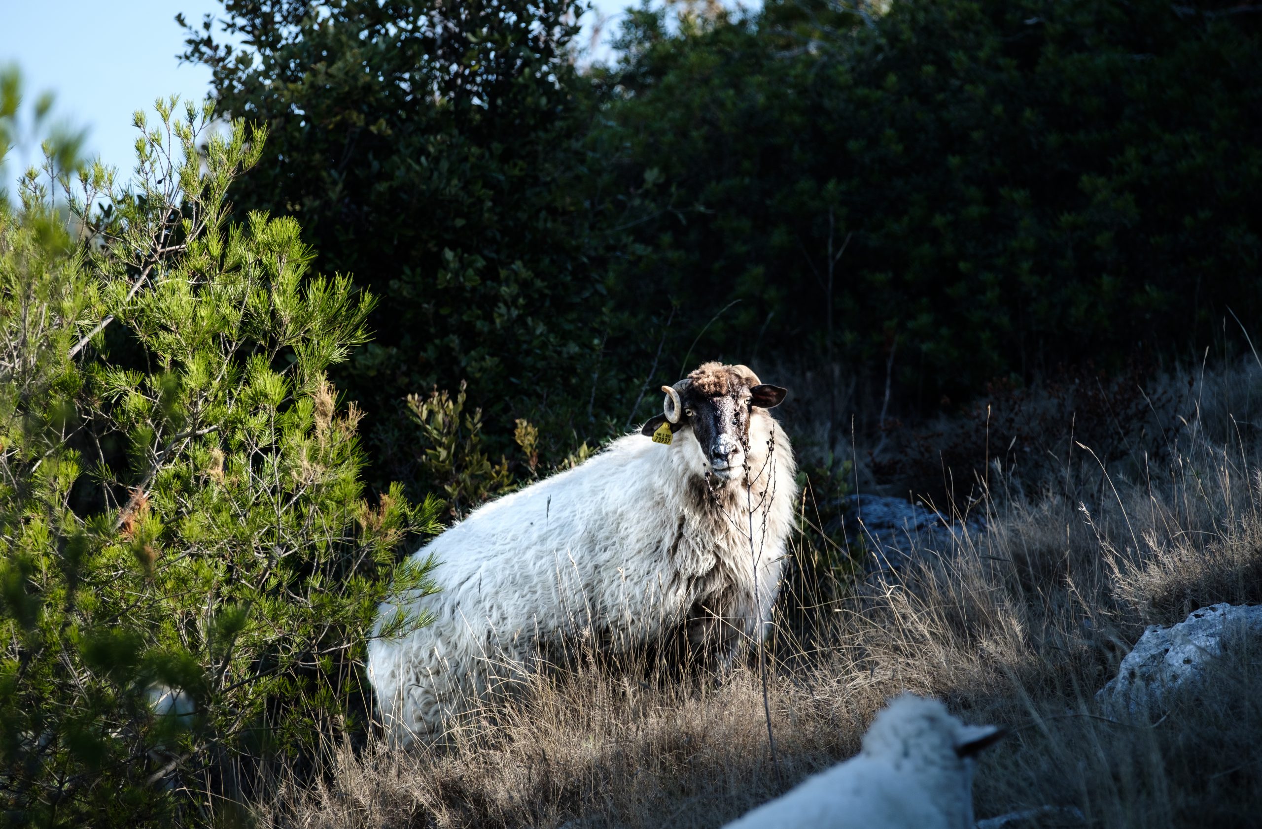 Pročitajte više o članku Javni poziv stočarima