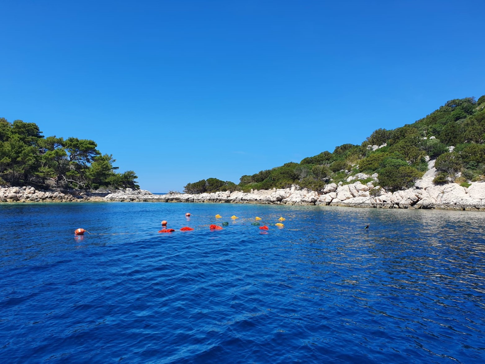 Pročitajte više o članku Postavljeni kolektori za prihvat ličinki periske u akvatoriju Parka prirode Lastovsko otočje
