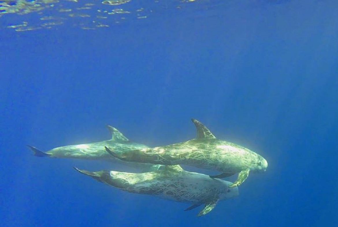 Pročitajte više o članku OBAVIJEST o uočenoj jedinki glavatog dupina